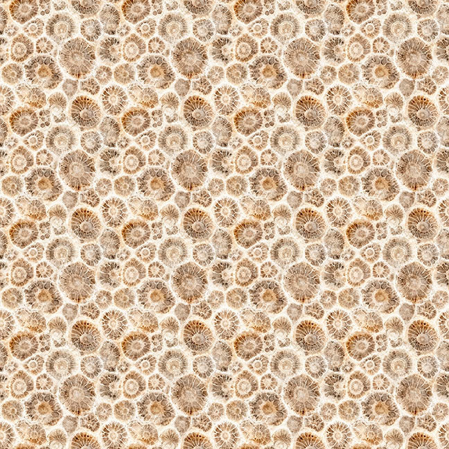 Shells, from QT Fabrics