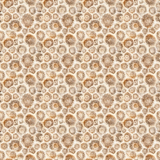 Shells, from QT Fabrics